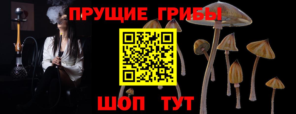Псилоцибиновые грибы Psilocybe Алейск